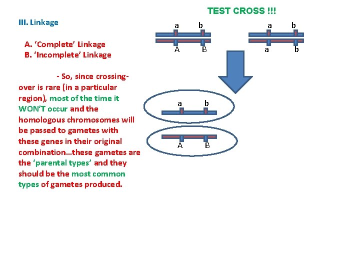 TEST CROSS !!! III. Linkage A. ‘Complete’ Linkage B. ‘Incomplete’ Linkage - So, since