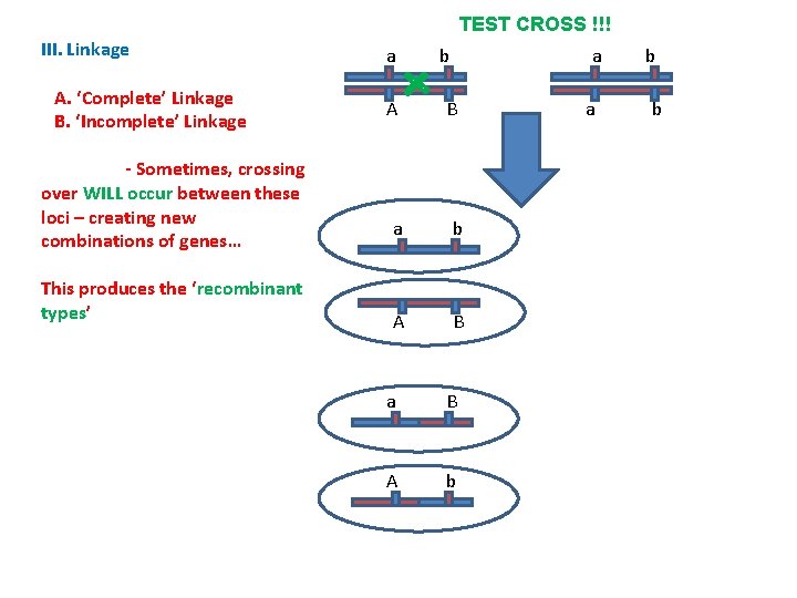 TEST CROSS !!! III. Linkage A. ‘Complete’ Linkage B. ‘Incomplete’ Linkage - Sometimes, crossing