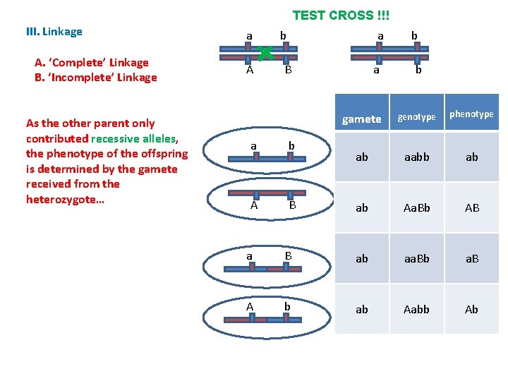 TEST CROSS !!! III. Linkage A. ‘Complete’ Linkage B. ‘Incomplete’ Linkage As the other