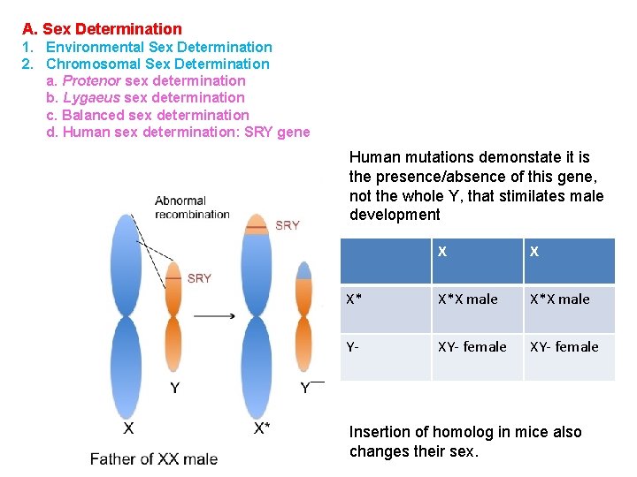 A. Sex Determination 1. Environmental Sex Determination 2. Chromosomal Sex Determination a. Protenor sex