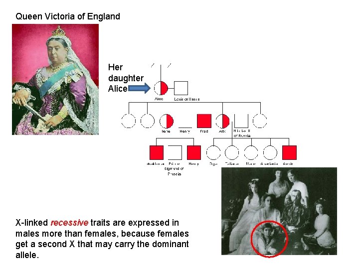 Queen Victoria of England Her daughter Alice X-linked recessive traits are expressed in males