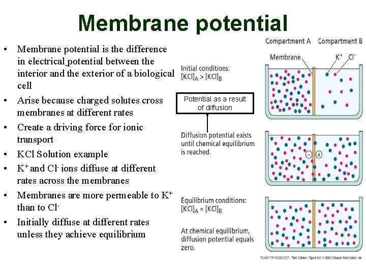 Membrane potential • Membrane potential is the difference in electrical potential between the interior