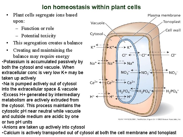 Ion homeostasis within plant cells • Plant cells segregate ions based upon: – Function