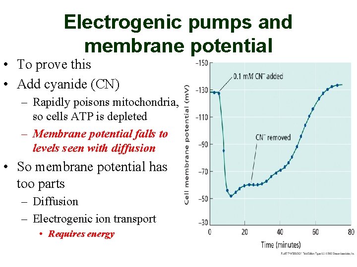 Electrogenic pumps and membrane potential • To prove this • Add cyanide (CN) –