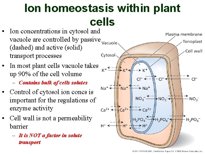 Ion homeostasis within plant cells • Ion concentrations in cytosol and vacuole are controlled