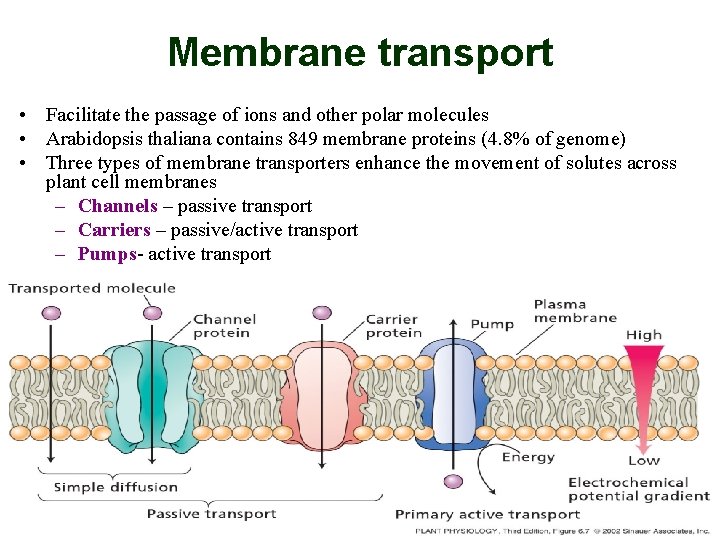 Membrane transport • Facilitate the passage of ions and other polar molecules • Arabidopsis