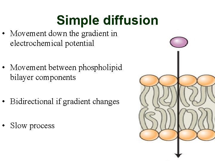 Simple diffusion • Movement down the gradient in electrochemical potential • Movement between phospholipid