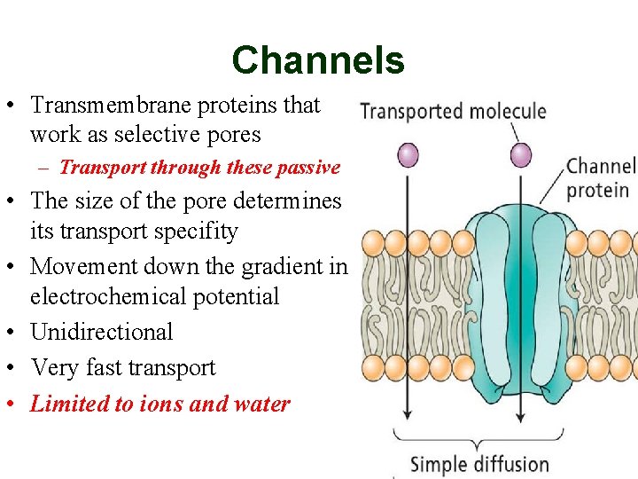 Channels • Transmembrane proteins that work as selective pores – Transport through these passive
