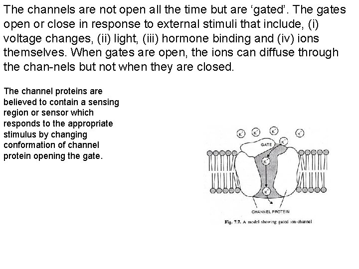 The channels are not open all the time but are ‘gated’. The gates open