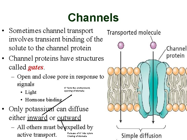 Channels • Sometimes channel transport involves transient binding of the solute to the channel