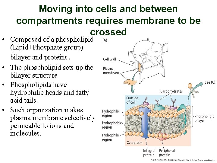 Moving into cells and between compartments requires membrane to be crossed • Composed of