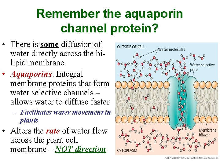 Remember the aquaporin channel protein? • There is some diffusion of water directly across