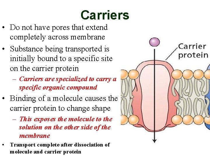 Carriers • Do not have pores that extend completely across membrane • Substance being