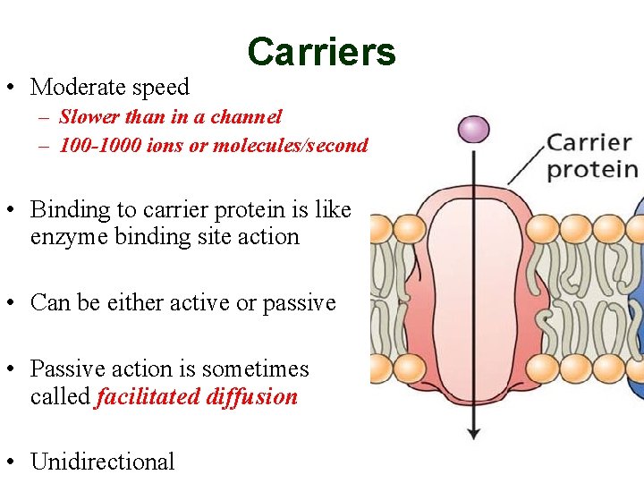  • Moderate speed Carriers – Slower than in a channel – 100 -1000