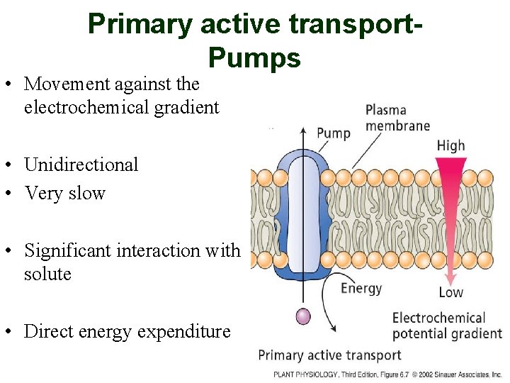 Primary active transport. Pumps • Movement against the electrochemical gradient • Unidirectional • Very