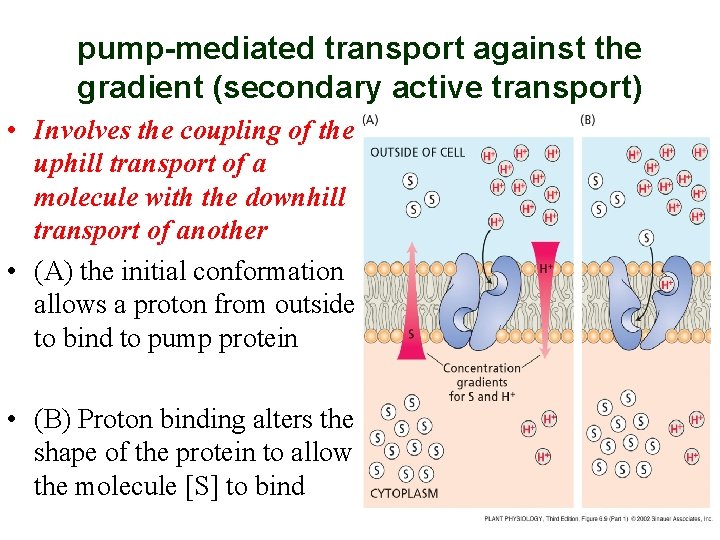 pump-mediated transport against the gradient (secondary active transport) • Involves the coupling of the