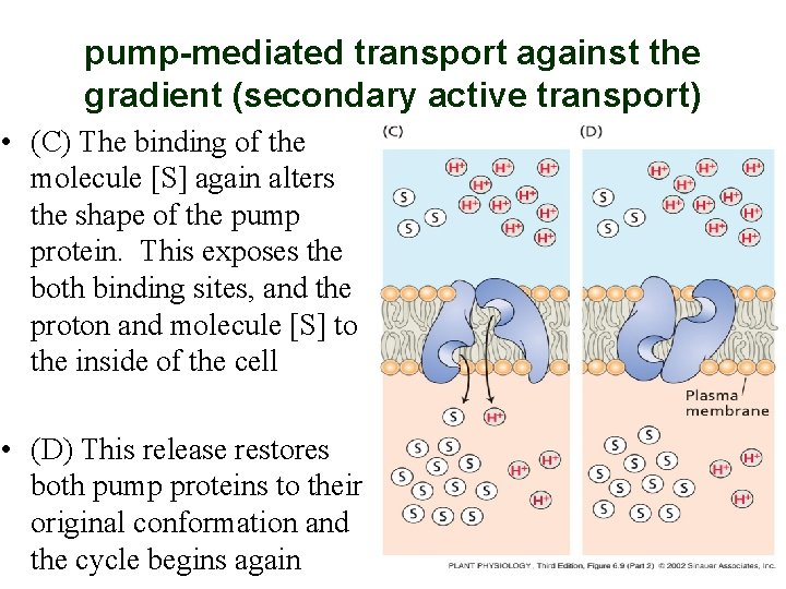 pump-mediated transport against the gradient (secondary active transport) • (C) The binding of the