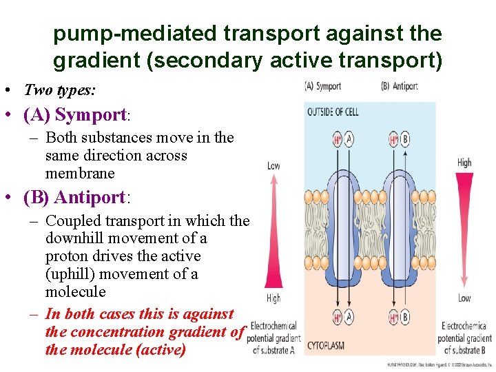 pump-mediated transport against the gradient (secondary active transport) • Two types: • (A) Symport: