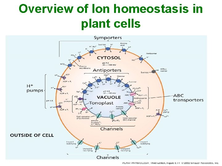 Overview of Ion homeostasis in plant cells 