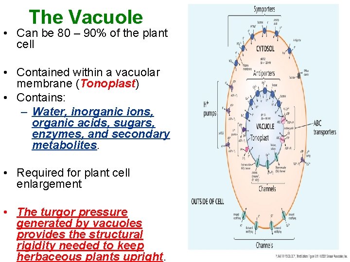 The Vacuole • Can be 80 – 90% of the plant cell • Contained