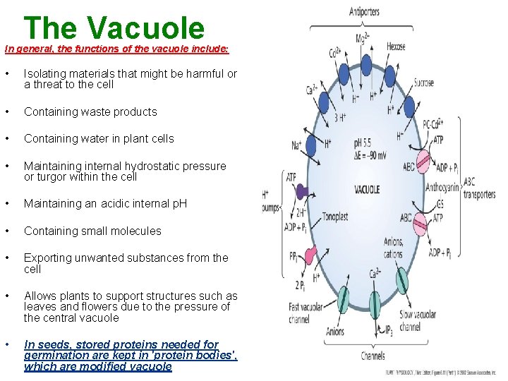 The Vacuole In general, the functions of the vacuole include: • Isolating materials that