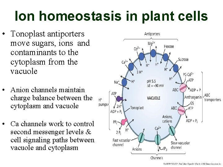 Ion homeostasis in plant cells • Tonoplast antiporters move sugars, ions and contaminants to