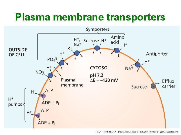 Plasma membrane transporters 