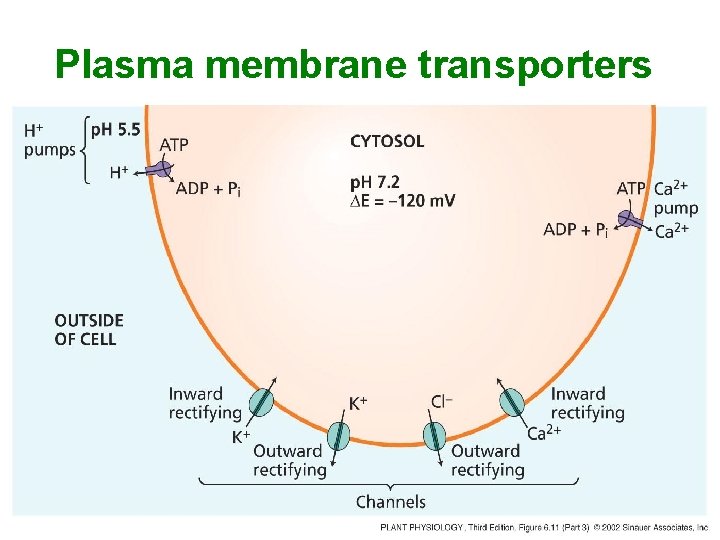 Plasma membrane transporters 