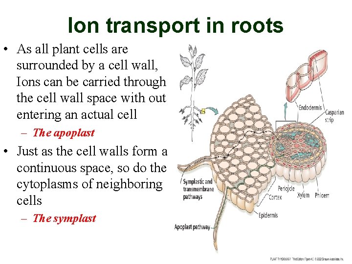 Ion transport in roots • As all plant cells are surrounded by a cell