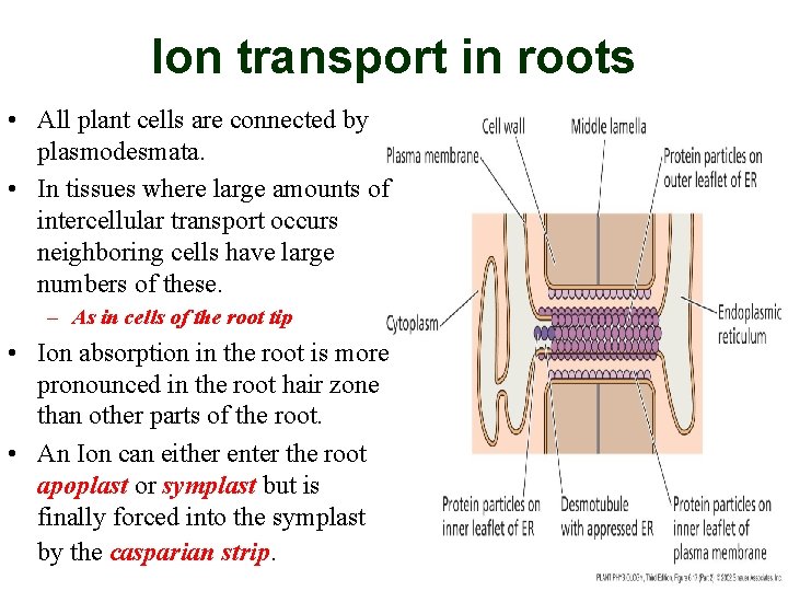 Ion transport in roots • All plant cells are connected by plasmodesmata. • In