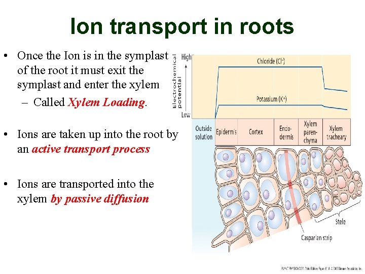 Ion transport in roots • Once the Ion is in the symplast of the