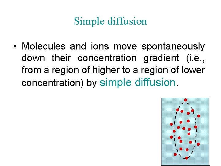 Simple diffusion • Molecules and ions move spontaneously down their concentration gradient (i. e.