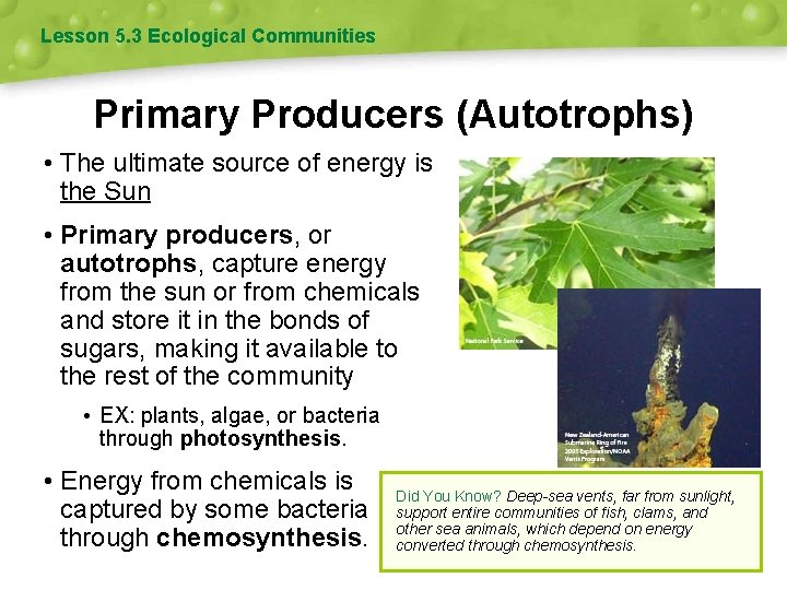 Lesson 5. 3 Ecological Communities Primary Producers (Autotrophs) • The ultimate source of energy