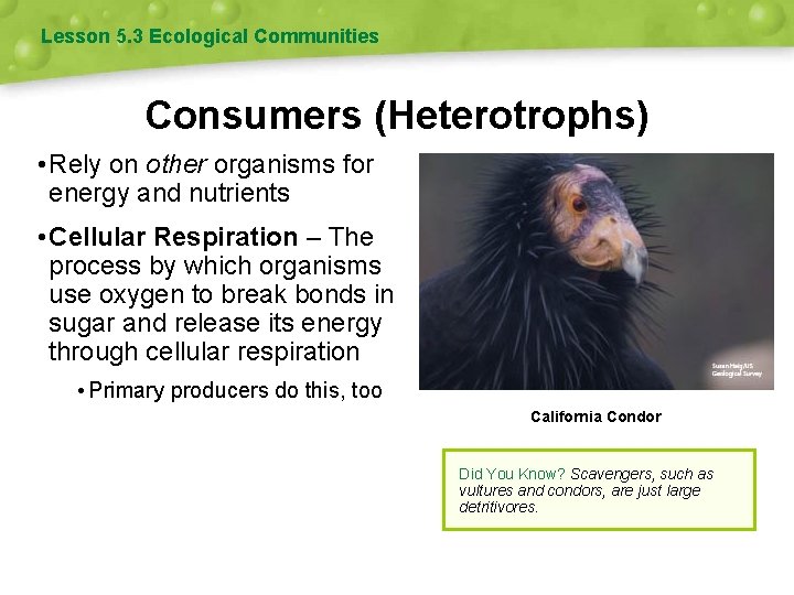Lesson 5. 3 Ecological Communities Consumers (Heterotrophs) • Rely on other organisms for energy