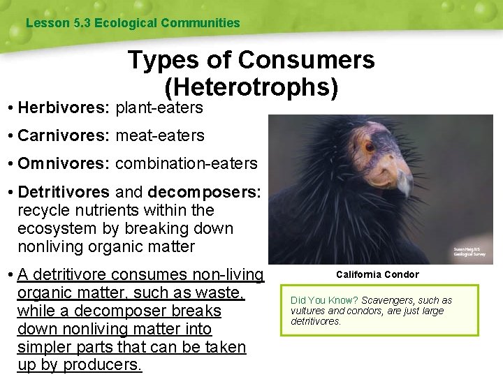 Lesson 5. 3 Ecological Communities Types of Consumers (Heterotrophs) • Herbivores: plant-eaters • Carnivores:
