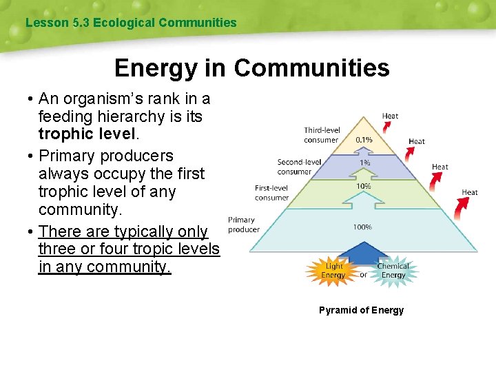 Lesson 5. 3 Ecological Communities Energy in Communities • An organism’s rank in a