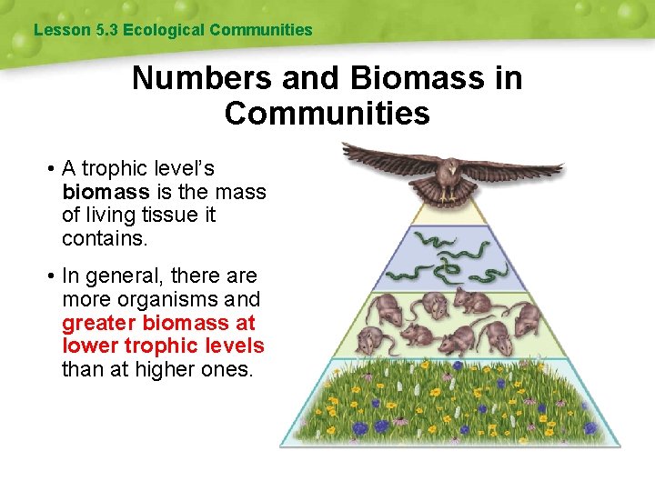 Lesson 5. 3 Ecological Communities Numbers and Biomass in Communities • A trophic level’s