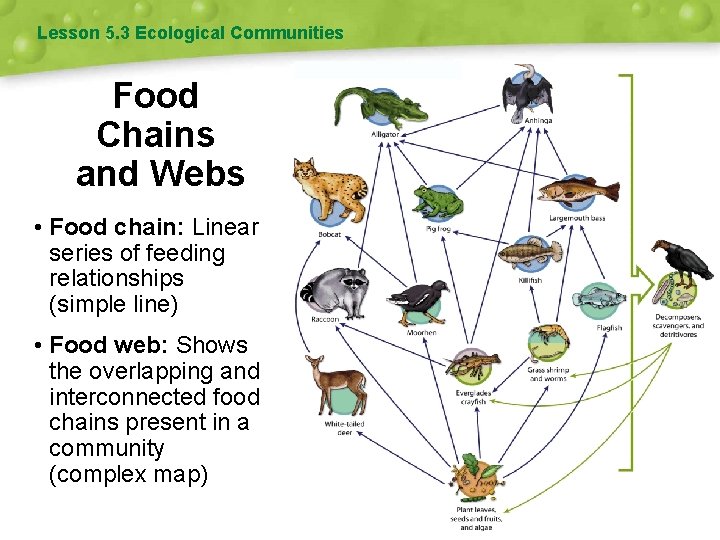 Lesson 5. 3 Ecological Communities Food Chains and Webs • Food chain: Linear series