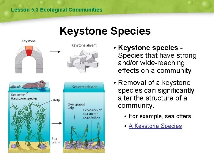 Lesson 5. 3 Ecological Communities Keystone Species • Keystone species Species that have strong