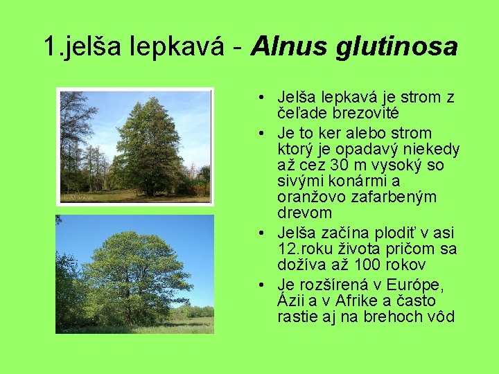 1. jelša lepkavá - Alnus glutinosa • Jelša lepkavá je strom z čeľade brezovité