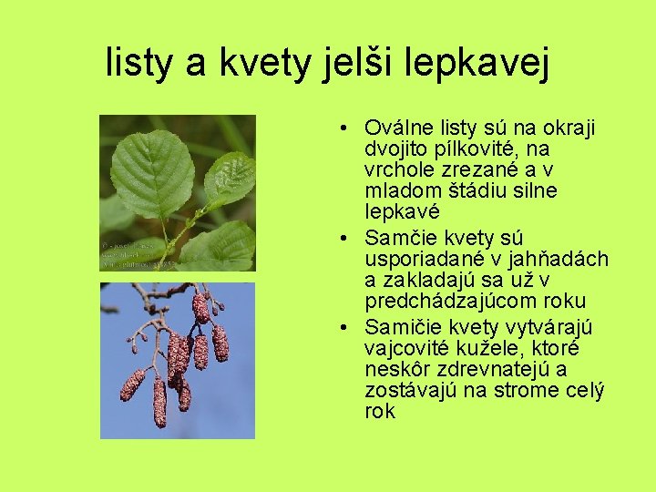 listy a kvety jelši lepkavej • Oválne listy sú na okraji dvojito pílkovité, na