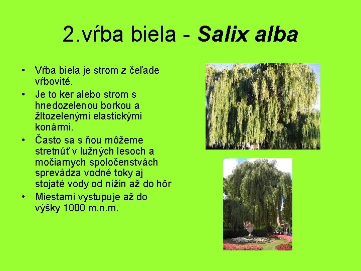 2. vŕba biela - Salix alba • Vŕba biela je strom z čeľade vŕbovité.