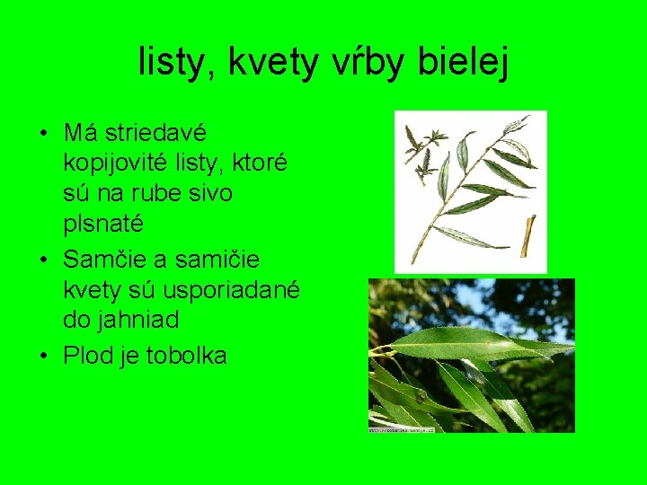 listy, kvety vŕby bielej • Má striedavé kopijovité listy, ktoré sú na rube sivo