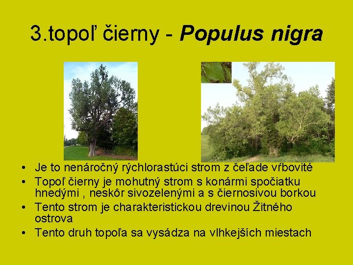 3. topoľ čierny - Populus nigra • Je to nenáročný rýchlorastúci strom z čeľade