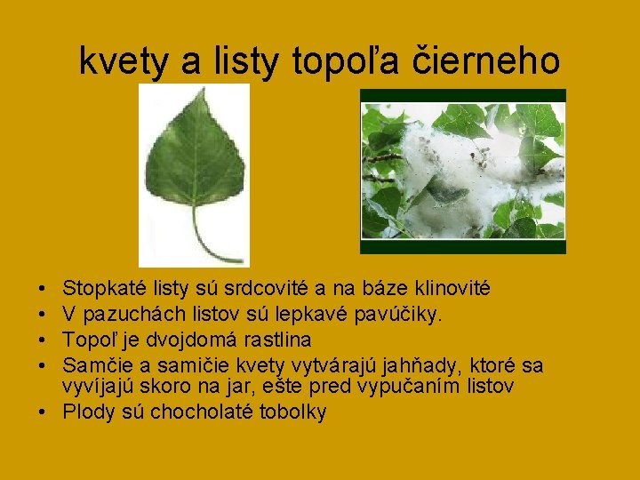 kvety a listy topoľa čierneho • • Stopkaté listy sú srdcovité a na báze