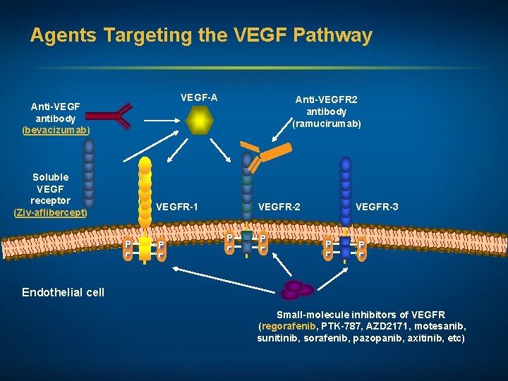 Agents Targeting the VEGF Pathway VEGF-A Anti-VEGF antibody (bevacizumab) Soluble VEGF receptor (Ziv-aflibercept) Anti-VEGFR