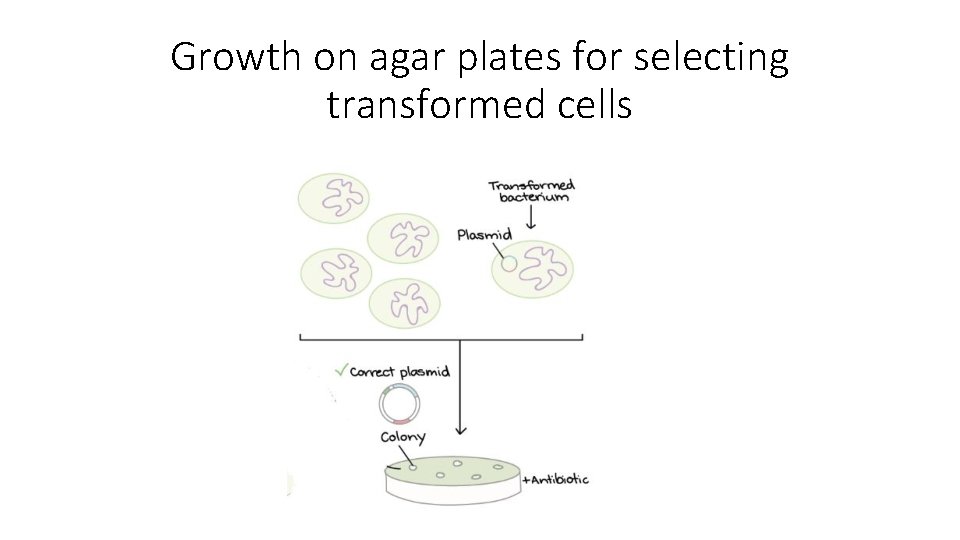 Growth on agar plates for selecting transformed cells 