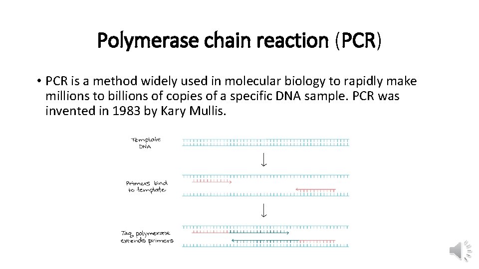 Polymerase chain reaction (PCR) • PCR is a method widely used in molecular biology