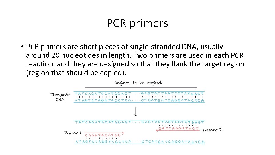 PCR primers • PCR primers are short pieces of single-stranded DNA, usually around 20