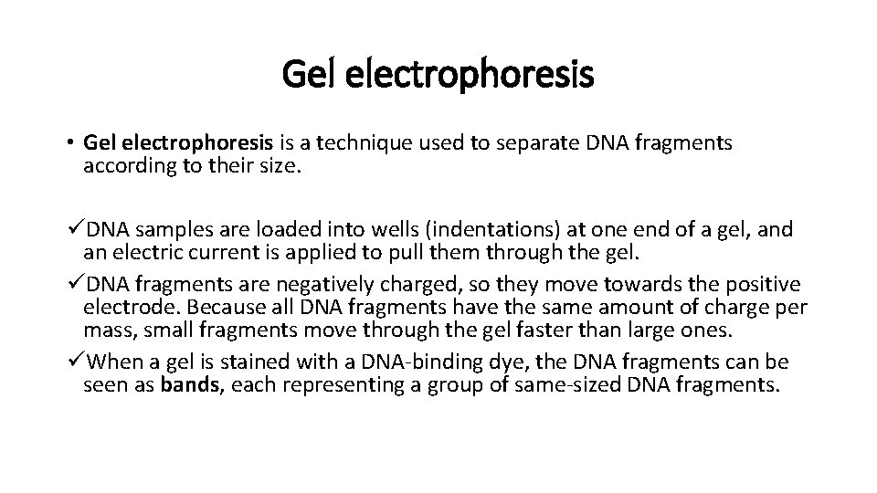 Gel electrophoresis • Gel electrophoresis is a technique used to separate DNA fragments according